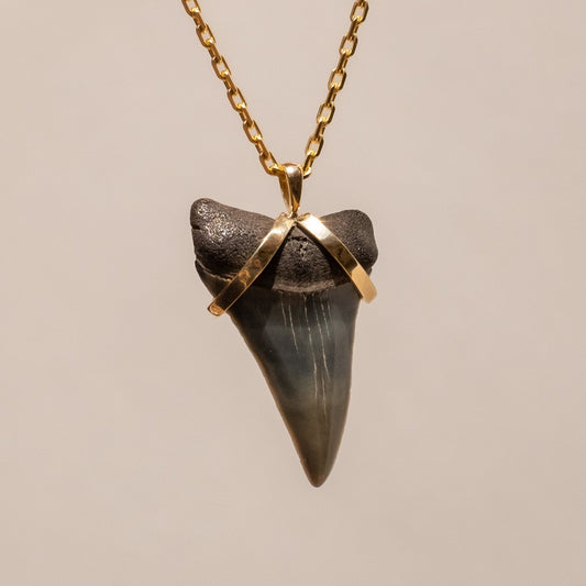 Gold Shark Tooth Pendant