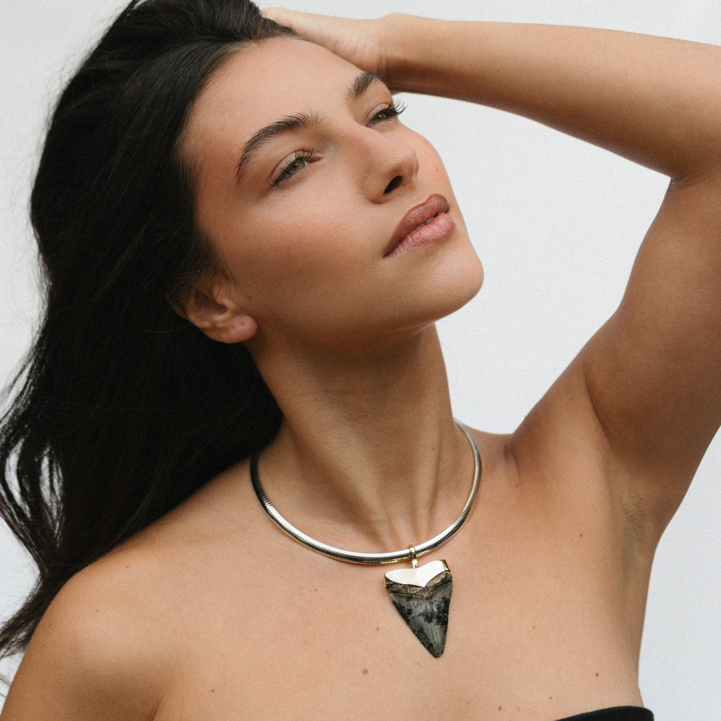 The Gold Capped Sharks Tooth